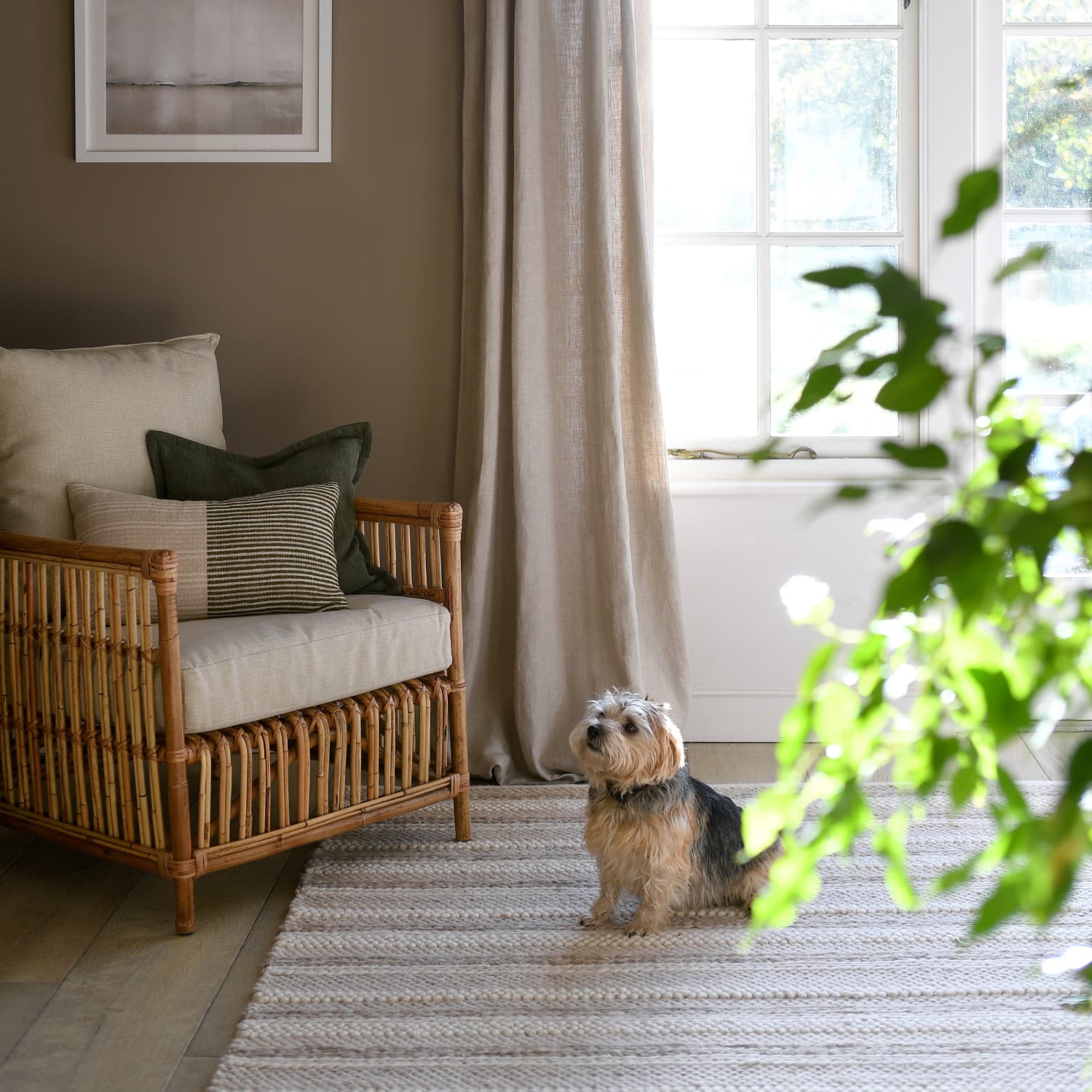 Cozy living room with a wicker armchair, cushions, and a small dog on a striped rug near a sunlit window with neutral curtains.
