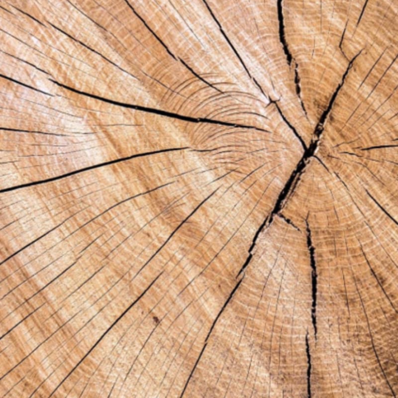 Close-up of a tree trunk cross-section showing concentric growth rings and radial cracks, highlighting the texture and natural patterns of the wood.