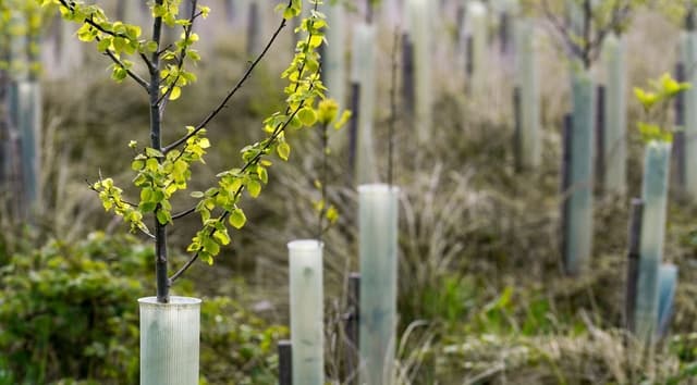 Newly planted tree saplings